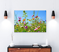 Obraz Na rozkvitnutej lúke